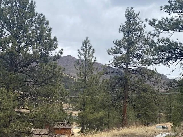 a view of a forest with trees