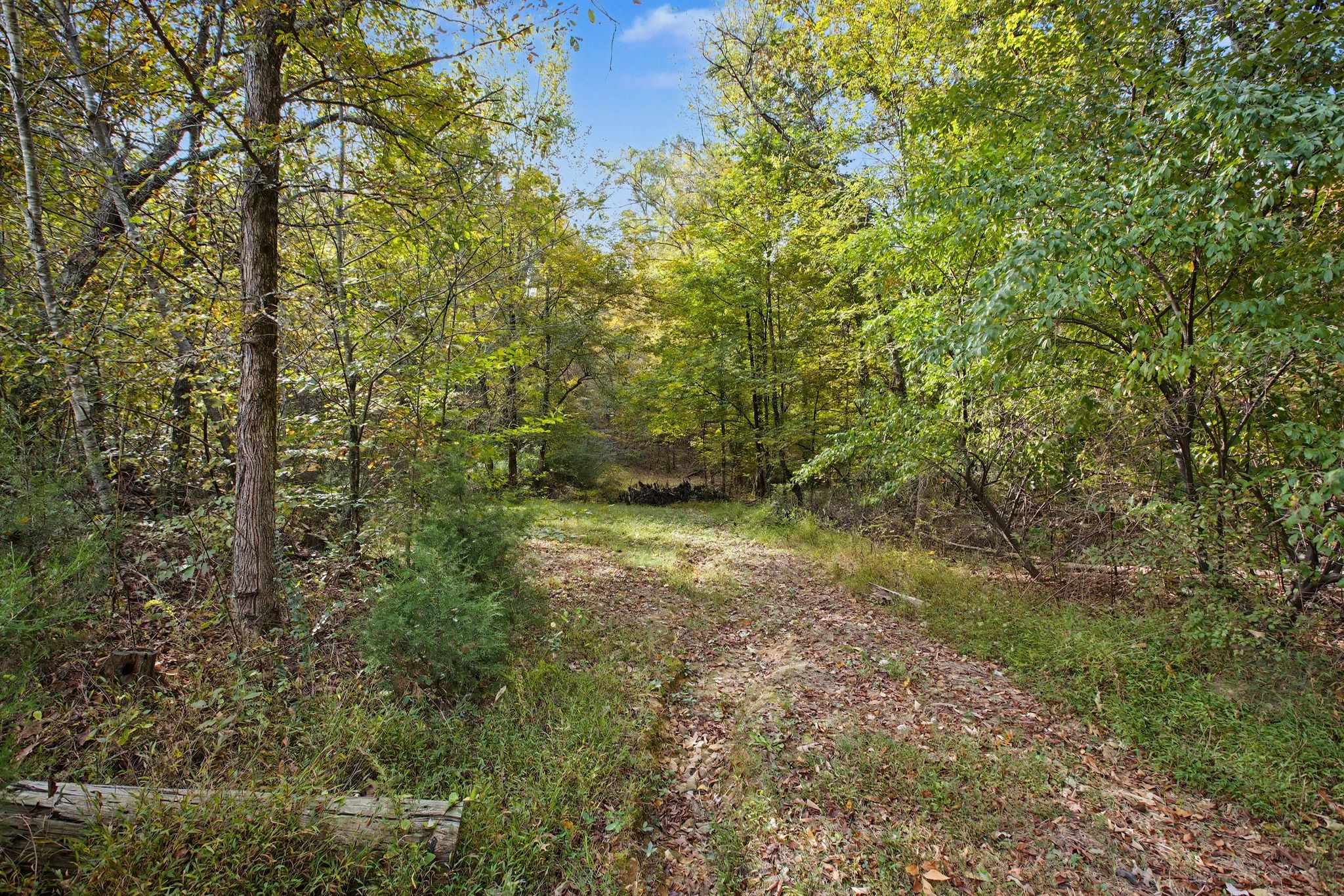 10878 Highway 7 Primm Springs, TN 38476 - Photo 11 of 37 a view of a yard with plants and large trees