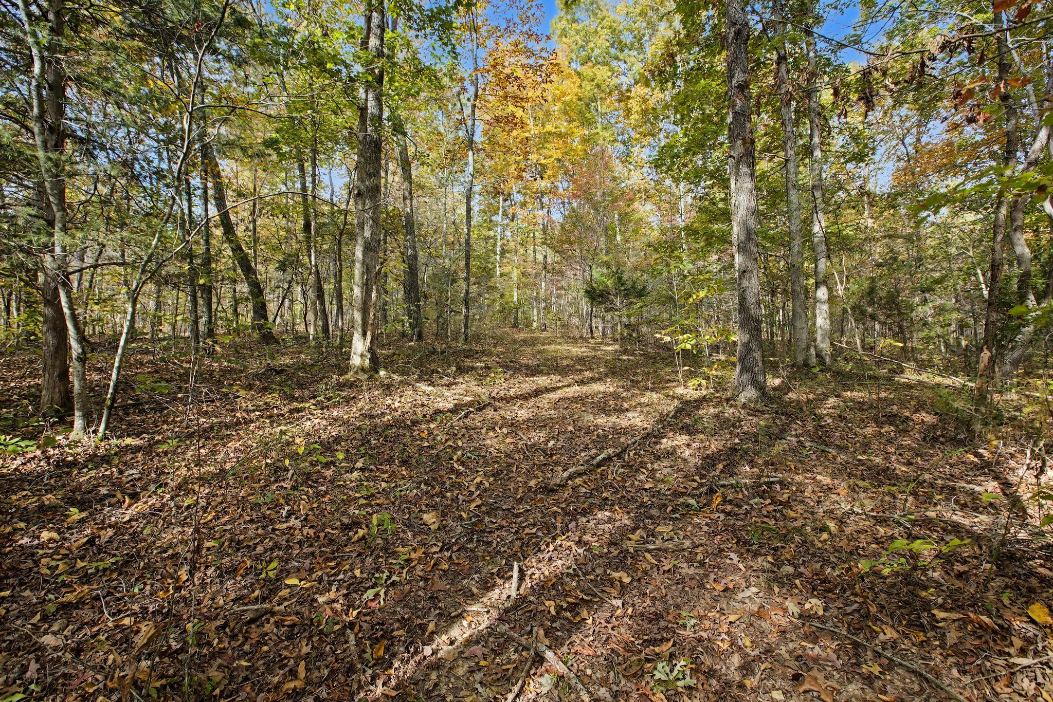 10878 Highway 7 Primm Springs, TN 38476 - Photo 13 of 37 a view of outdoor space and a yard