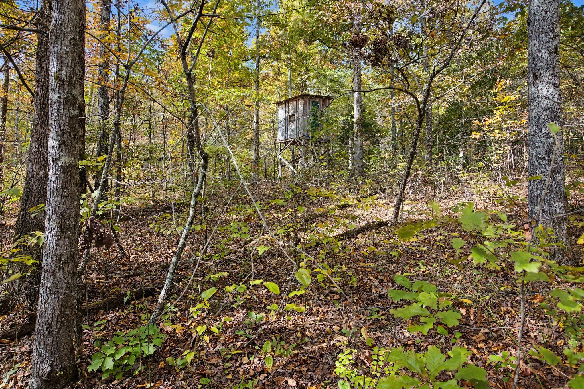 10878 Highway 7 Primm Springs, TN 38476 - Photo 14 of 37 a picture of a tree