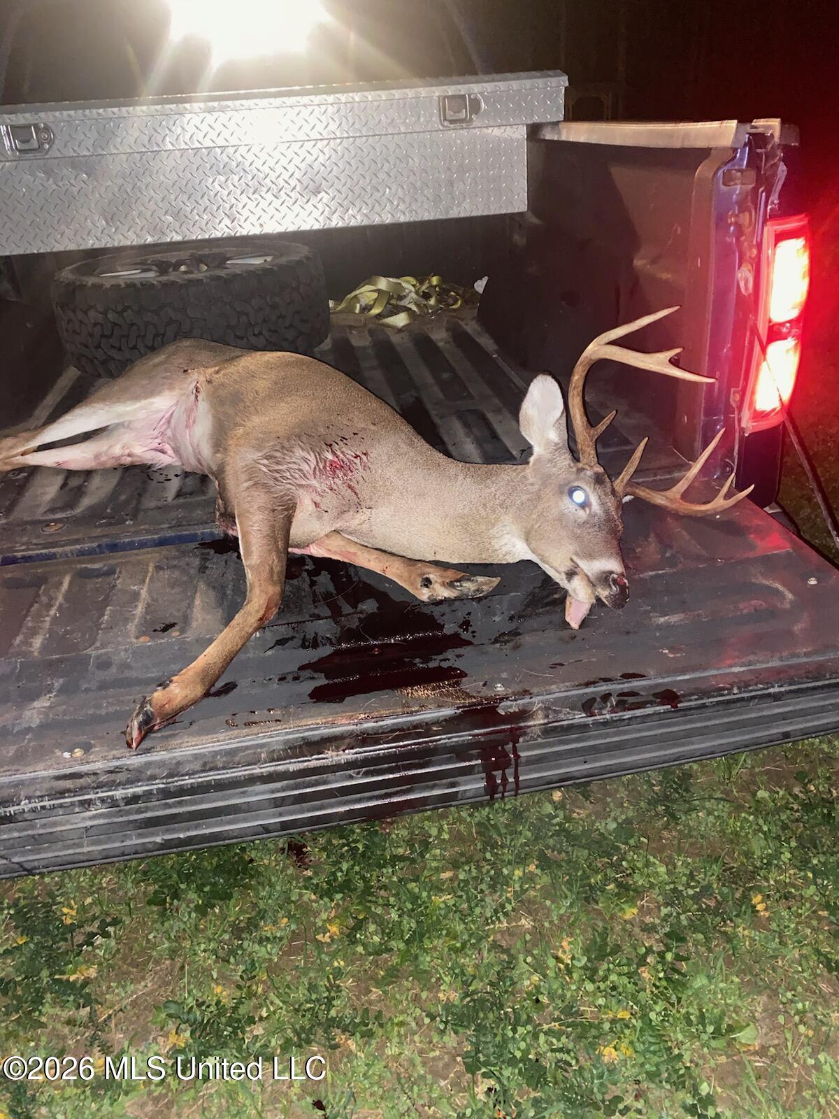 0 Miller Road Olive Branch, MS 38654 - Photo 24 of 26 deer on truck