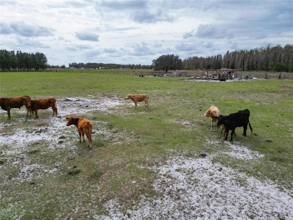 17273 Alderman Turner Road Wimauma, FL 33598 - Photo 35 of 60 a view of a golf course with chairs