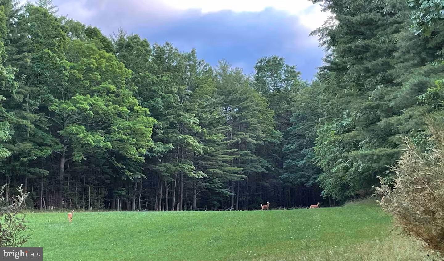 184 Skiles- Pitsenbarger Road Franklin, WV 26807 - Photo 36 of 39 Serene woodland scene with deer.