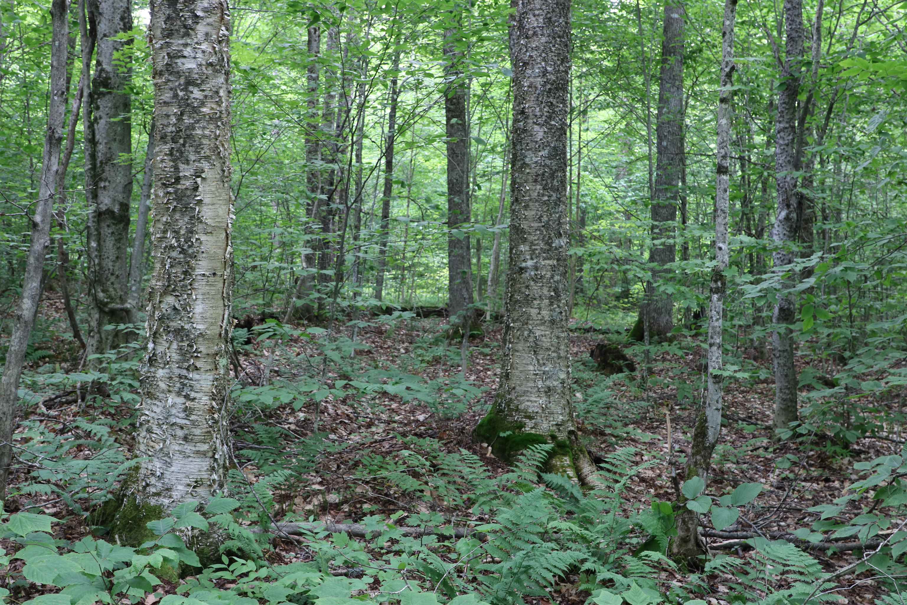 2448 Lost Nation Road East Haven, VT 05837 - Photo 21 of 27