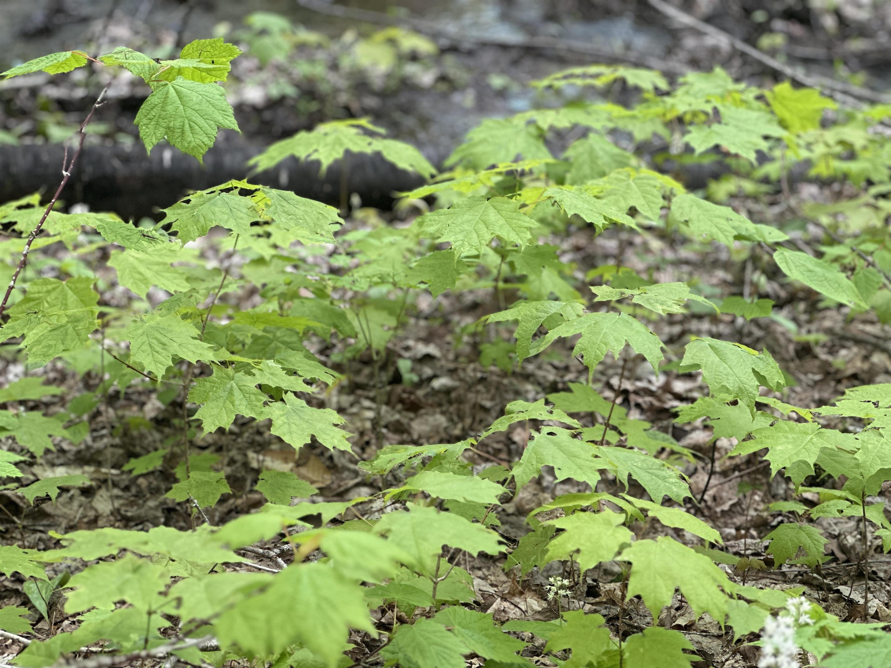 2448 Lost Nation Road East Haven, VT 05837 - Photo 22 of 27