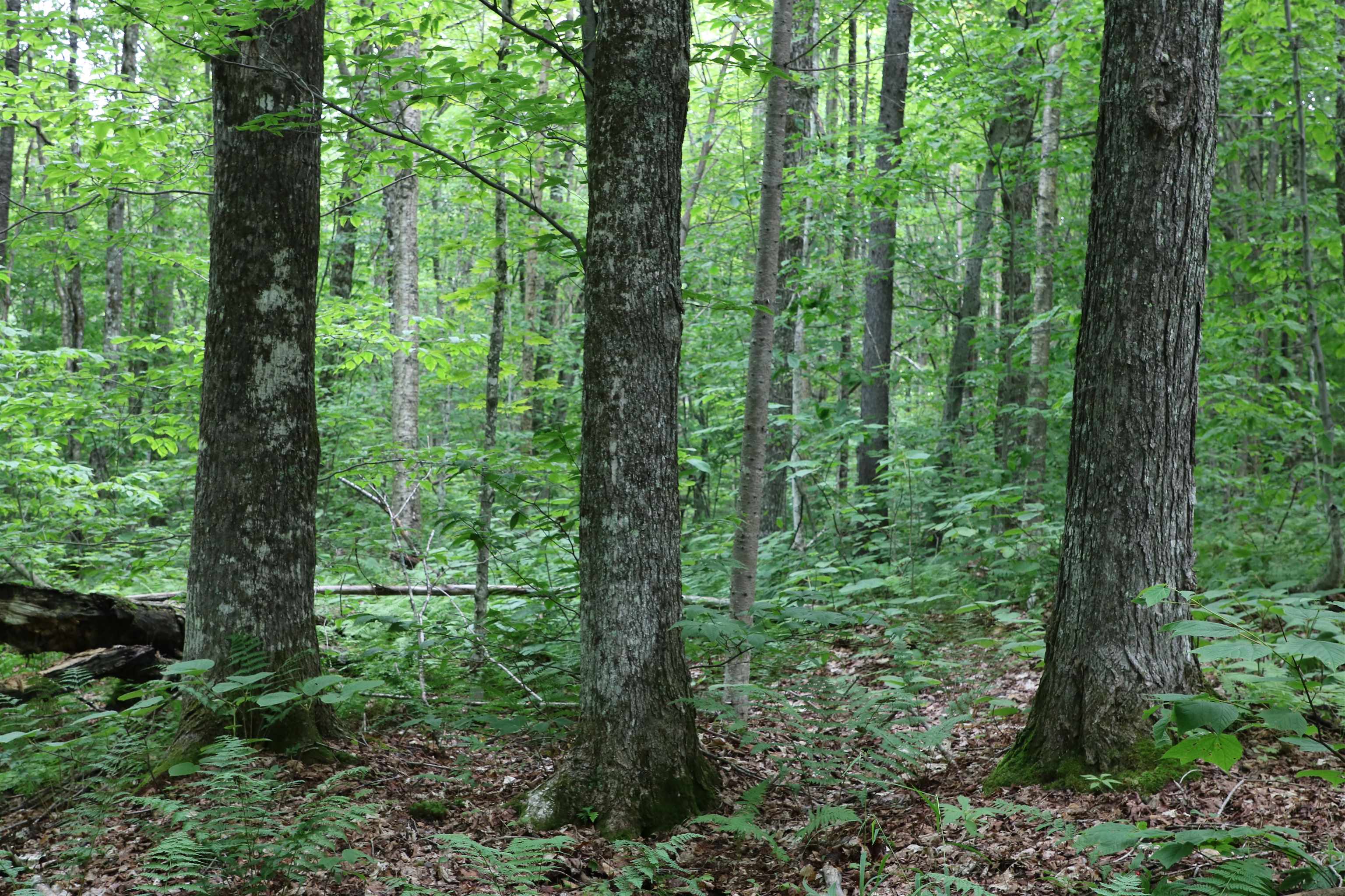 2448 Lost Nation Road East Haven, VT 05837 - Photo 26 of 27