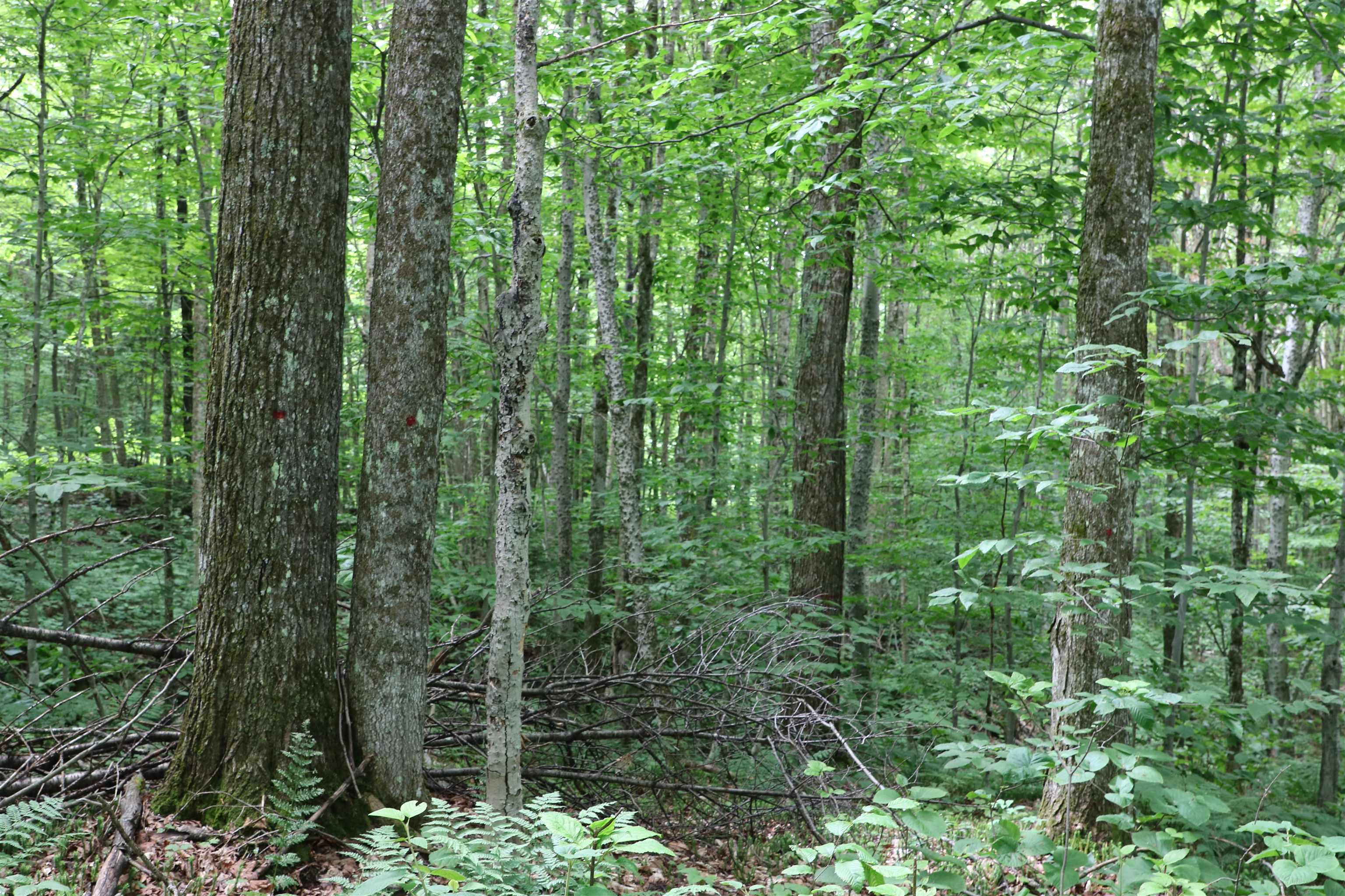 2448 Lost Nation Road East Haven, VT 05837 - Photo 27 of 27