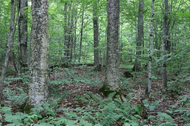 $5,100,000 | 2448 Lost Nation Road, East Haven, VT 05837