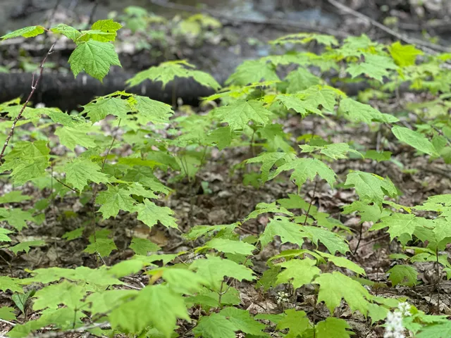 $5,100,000 | 2448 Lost Nation Road, East Haven, VT 05837