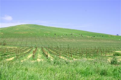 Middle 2 Rock Road Petaluma, CA 94952 - Photo 4 of 11 a view of a green field with clear sky