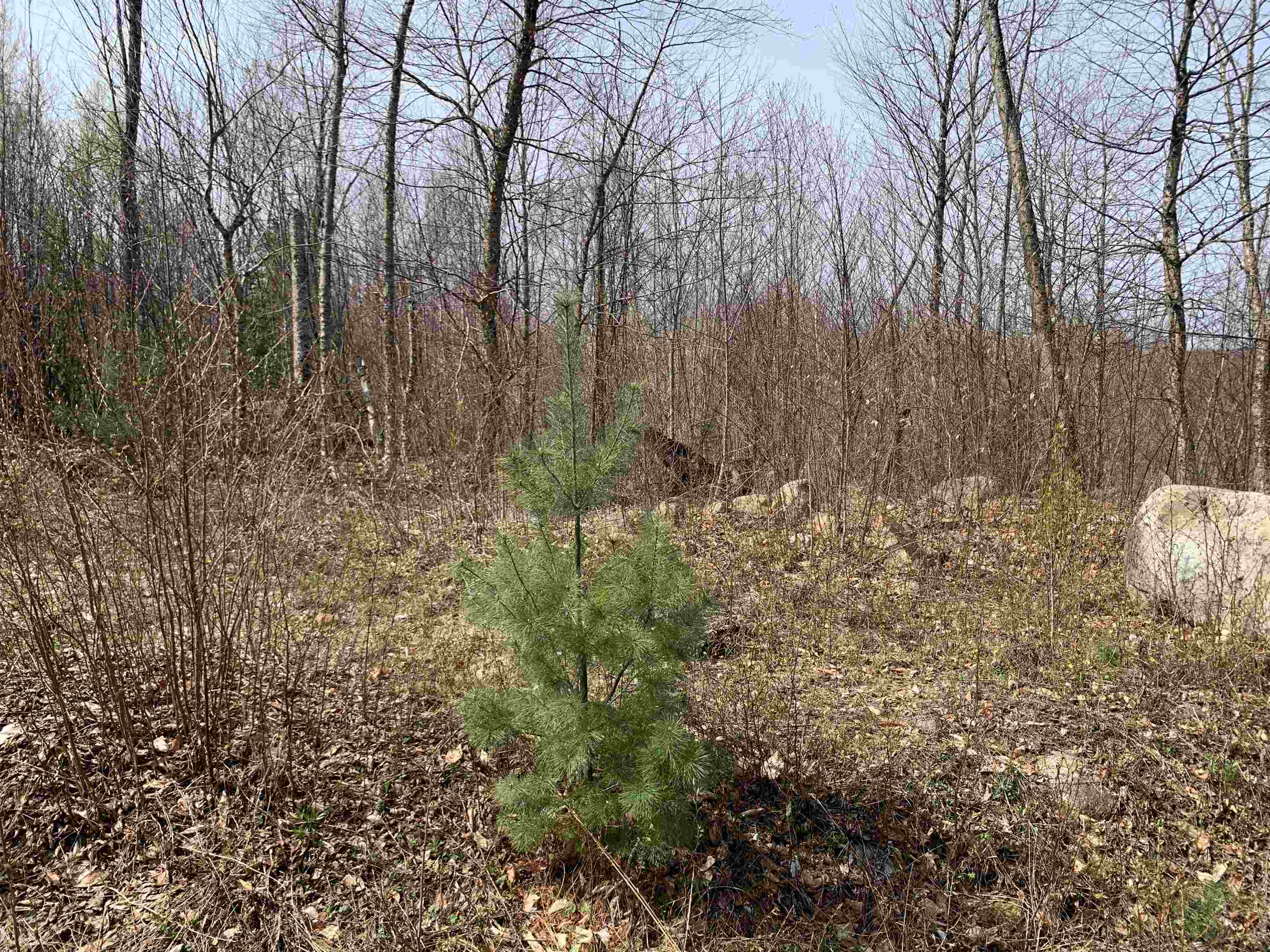 Lot 13 Washburn Road North Stratford, NH 03590 - Photo 7 of 8