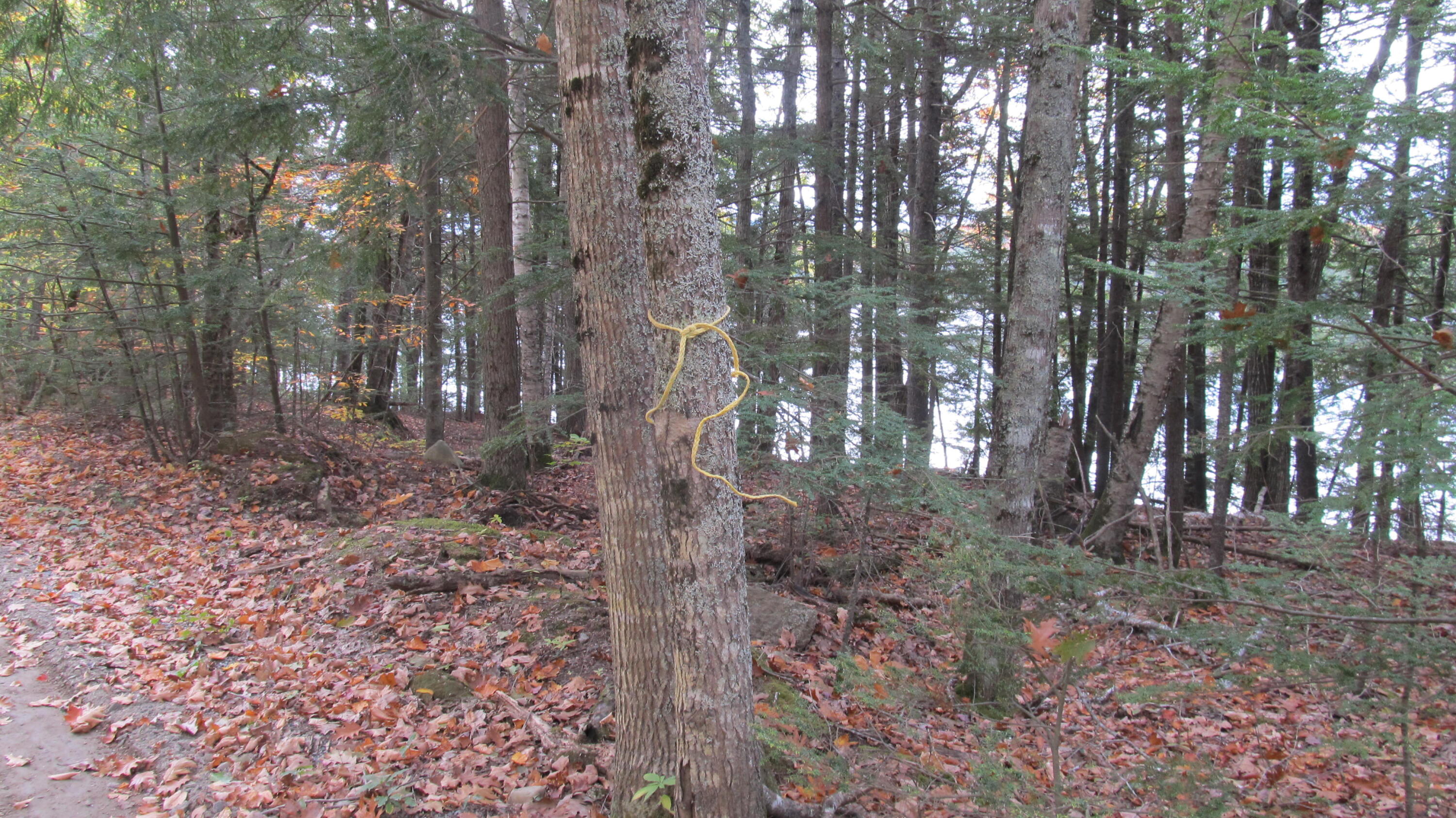 0 Peakes Hill Road Dedham, ME 04429 - Photo 11 of 46 IMG_8513