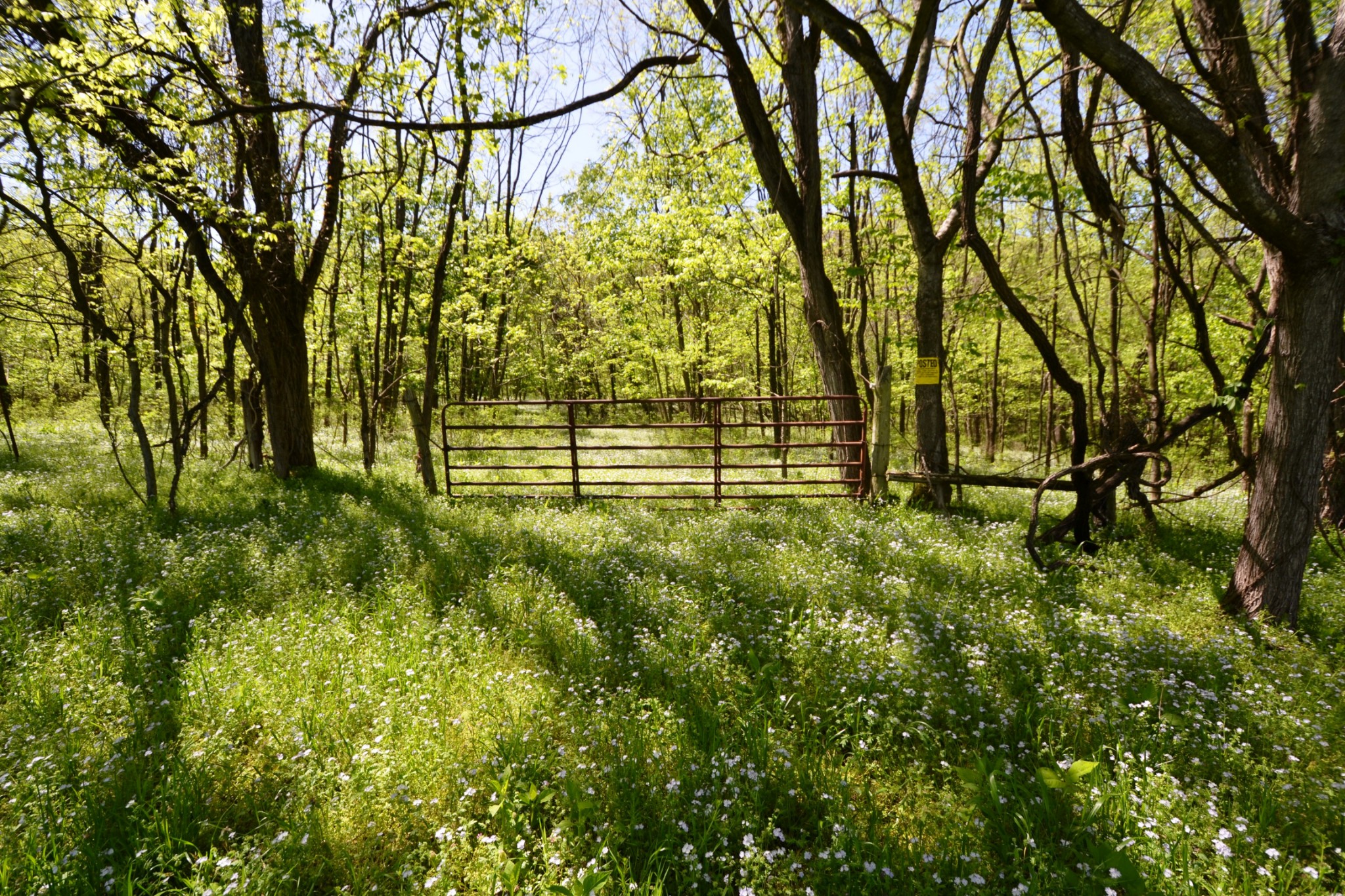 1 Horn Springs Road Lebanon, TN 37087 - Photo 7 of 58 a view of outdoor space with deck and tree