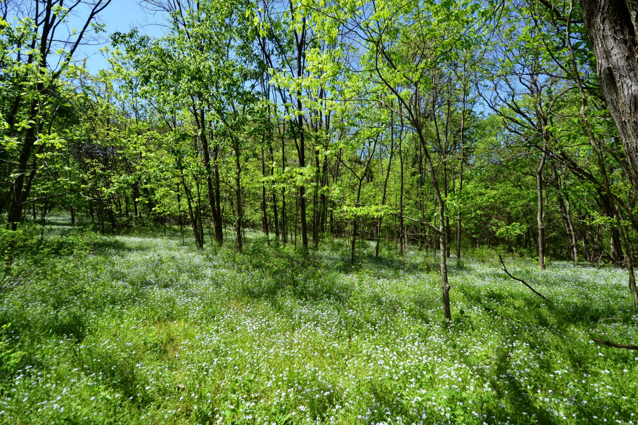 1 Horn Springs Road Lebanon, TN 37087 - Photo 8 of 58 a view of yard