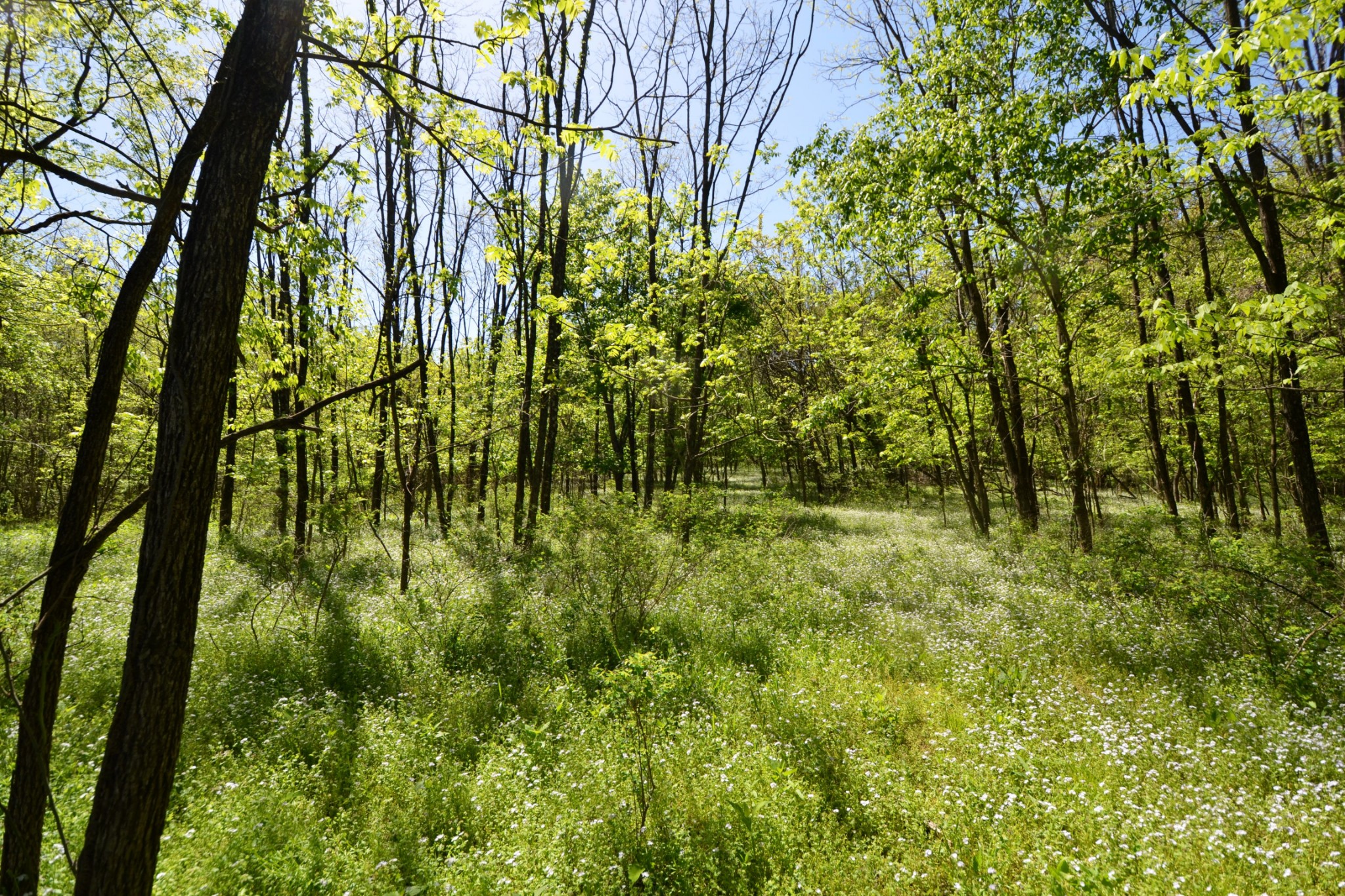 1 Horn Springs Road Lebanon, TN 37087 - Photo 9 of 58
