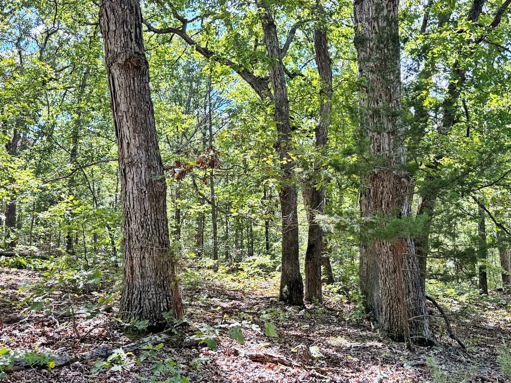 0 1200th Road Collins, MO 64738 - Photo 6 of 22 Gallery Image 6