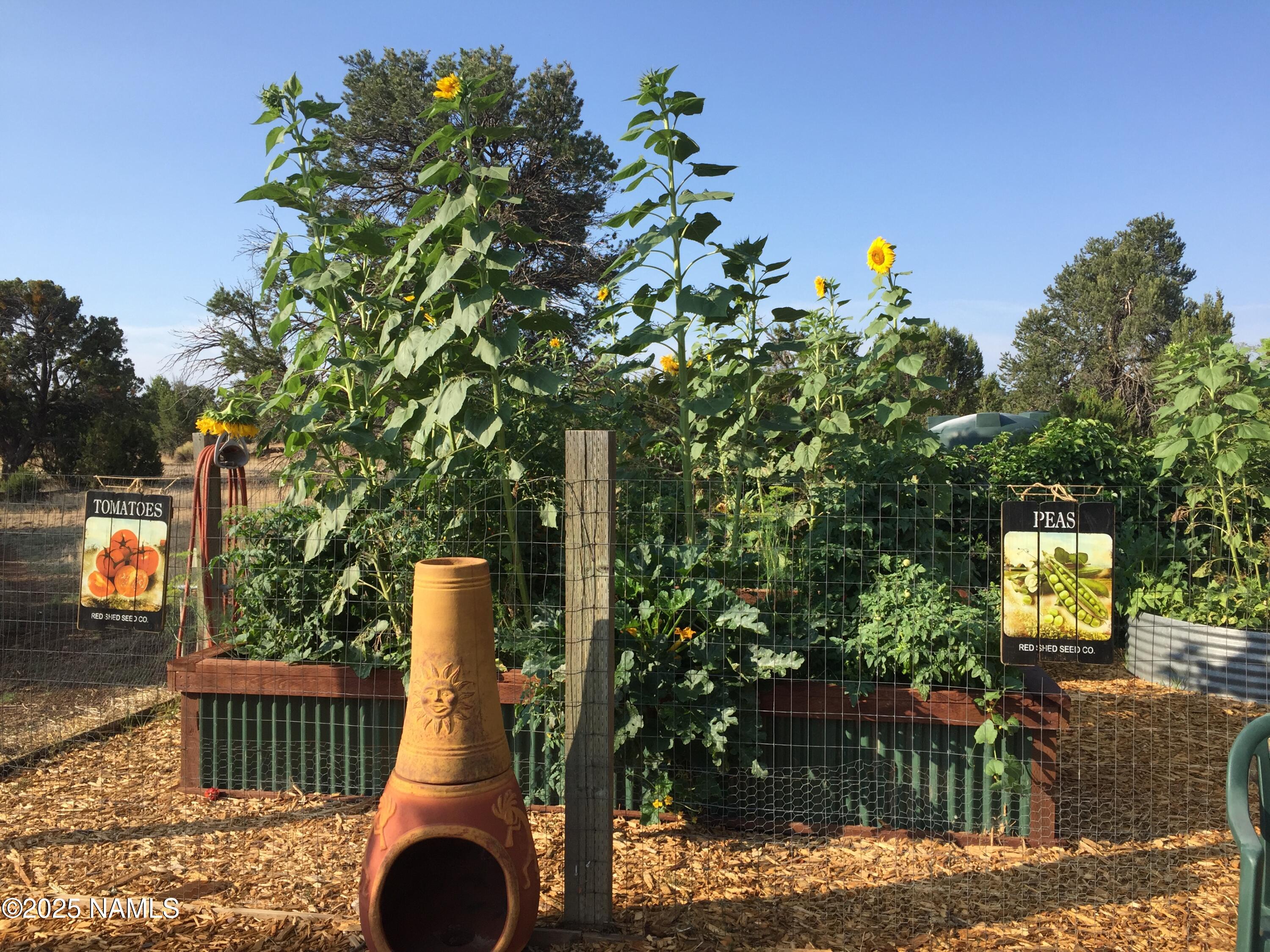 5966 East Camden Road Flagstaff, AZ 86004 - Photo 63 of 70 a view of a yard with plants