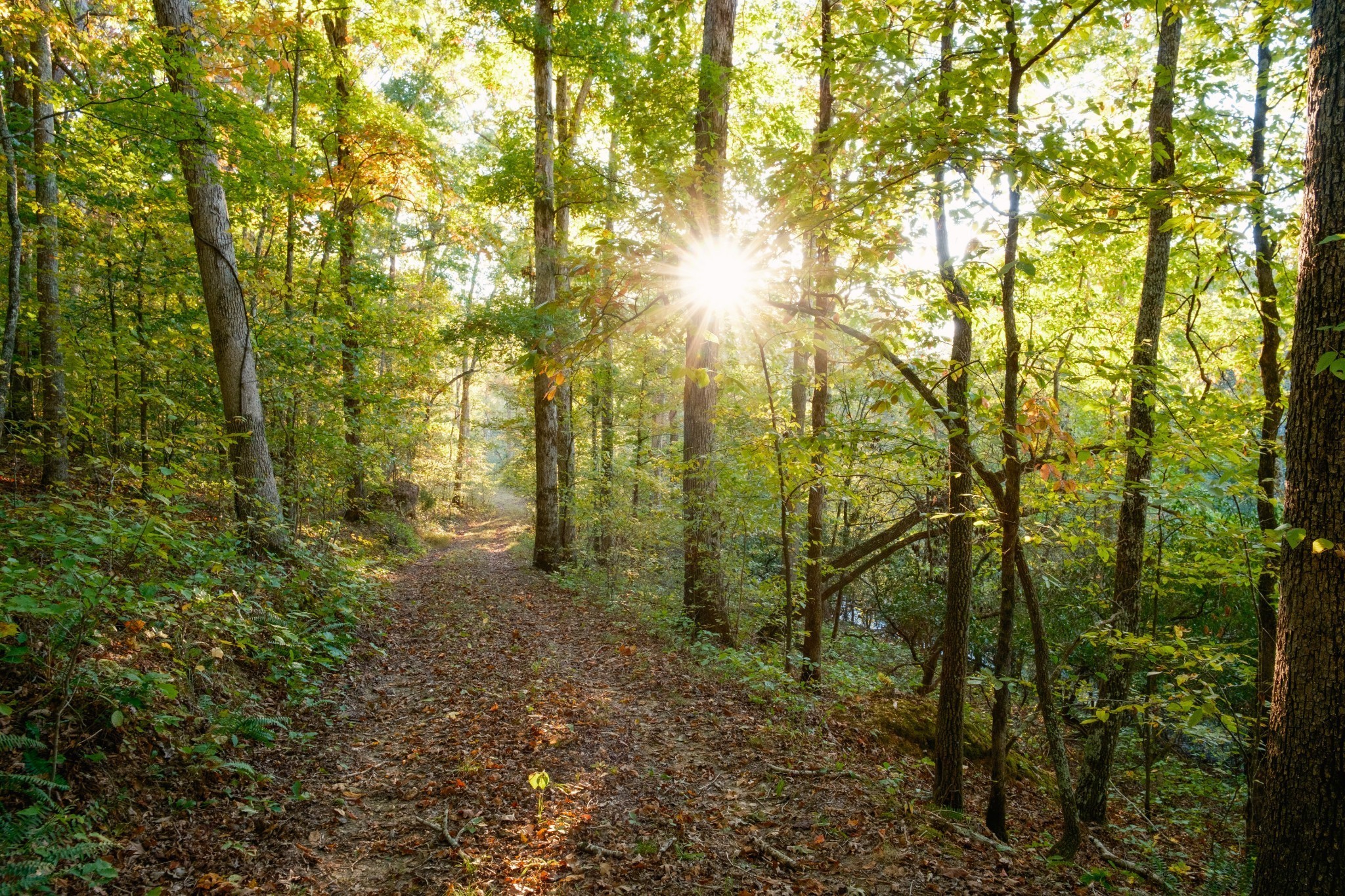 170 Warriors Path Road Summertown, TN 38483 - Photo 62 of 69 a view of forest