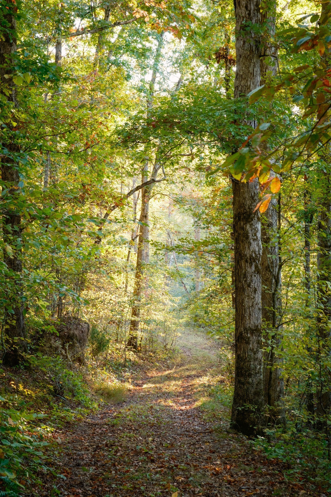 170 Warriors Path Road Summertown, TN 38483 - Photo 63 of 69