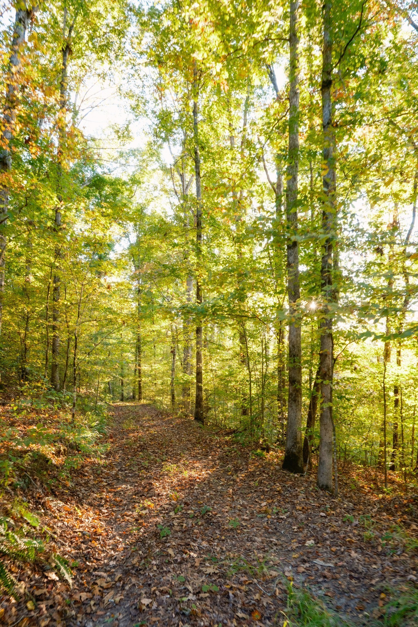 170 Warriors Path Road Summertown, TN 38483 - Photo 64 of 69 a view of a large yard with lots of green space and house view