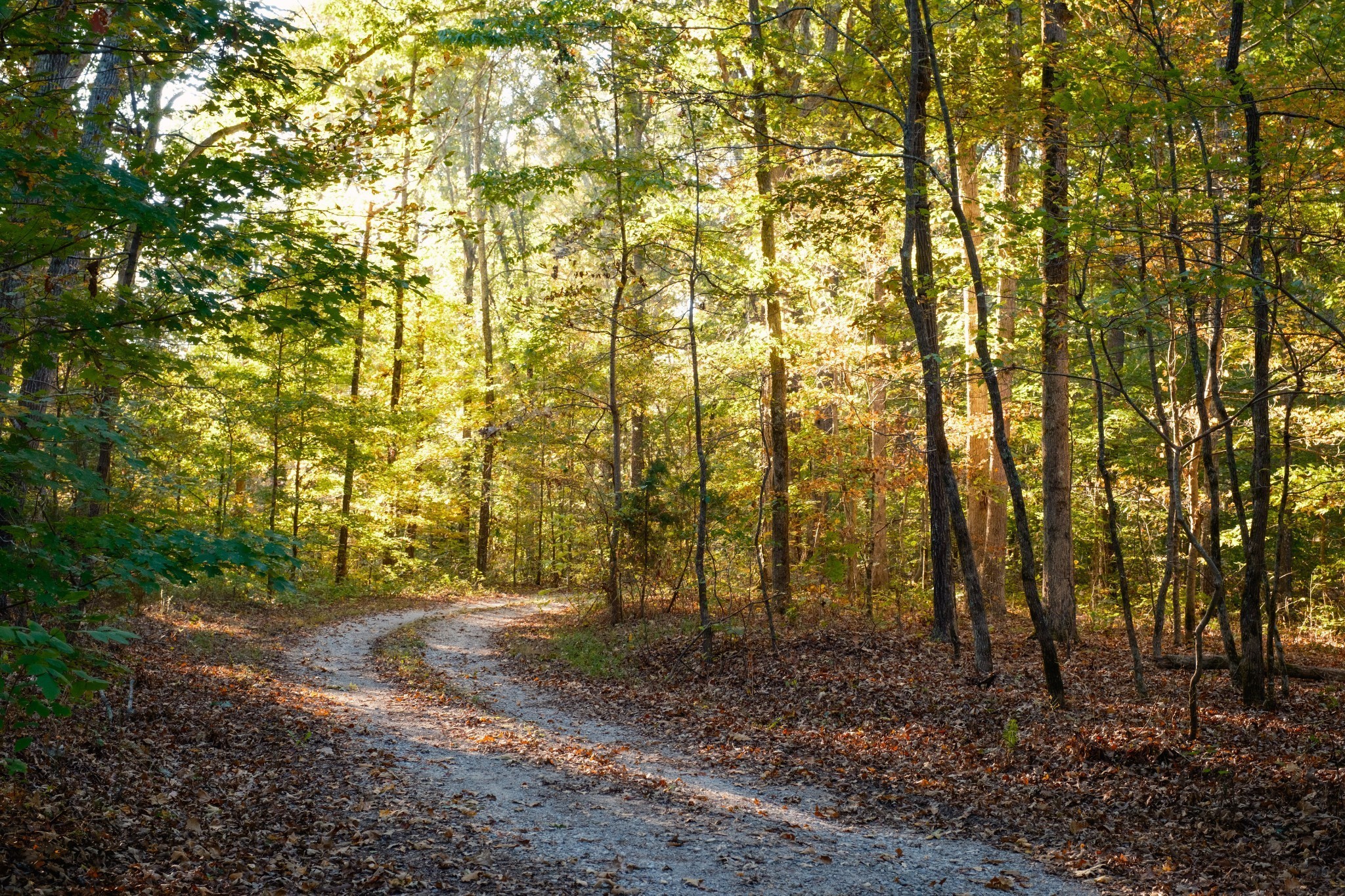 170 Warriors Path Road Summertown, TN 38483 - Photo 65 of 69