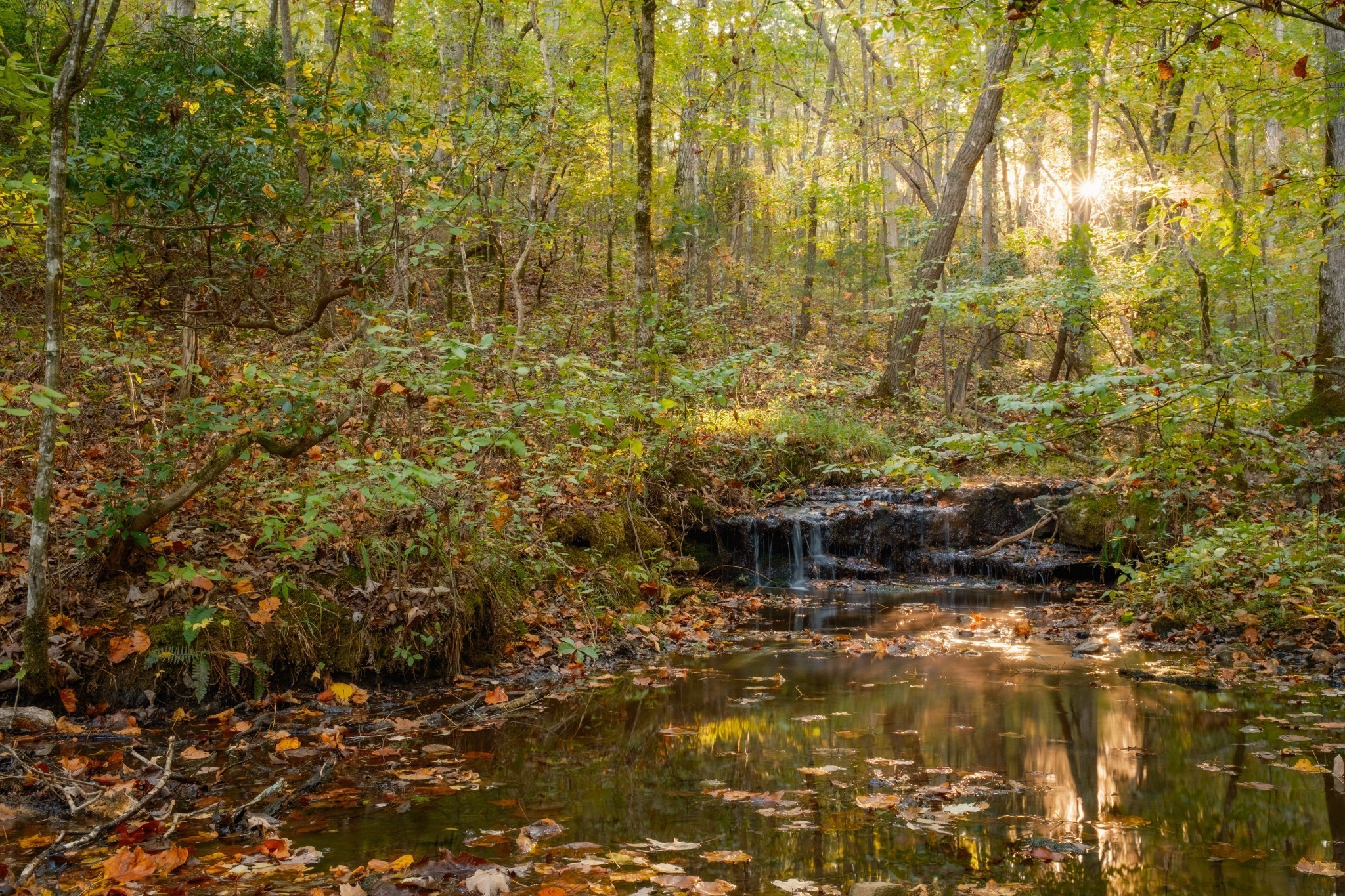 170 Warriors Path Road Summertown, TN 38483 - Photo 66 of 69