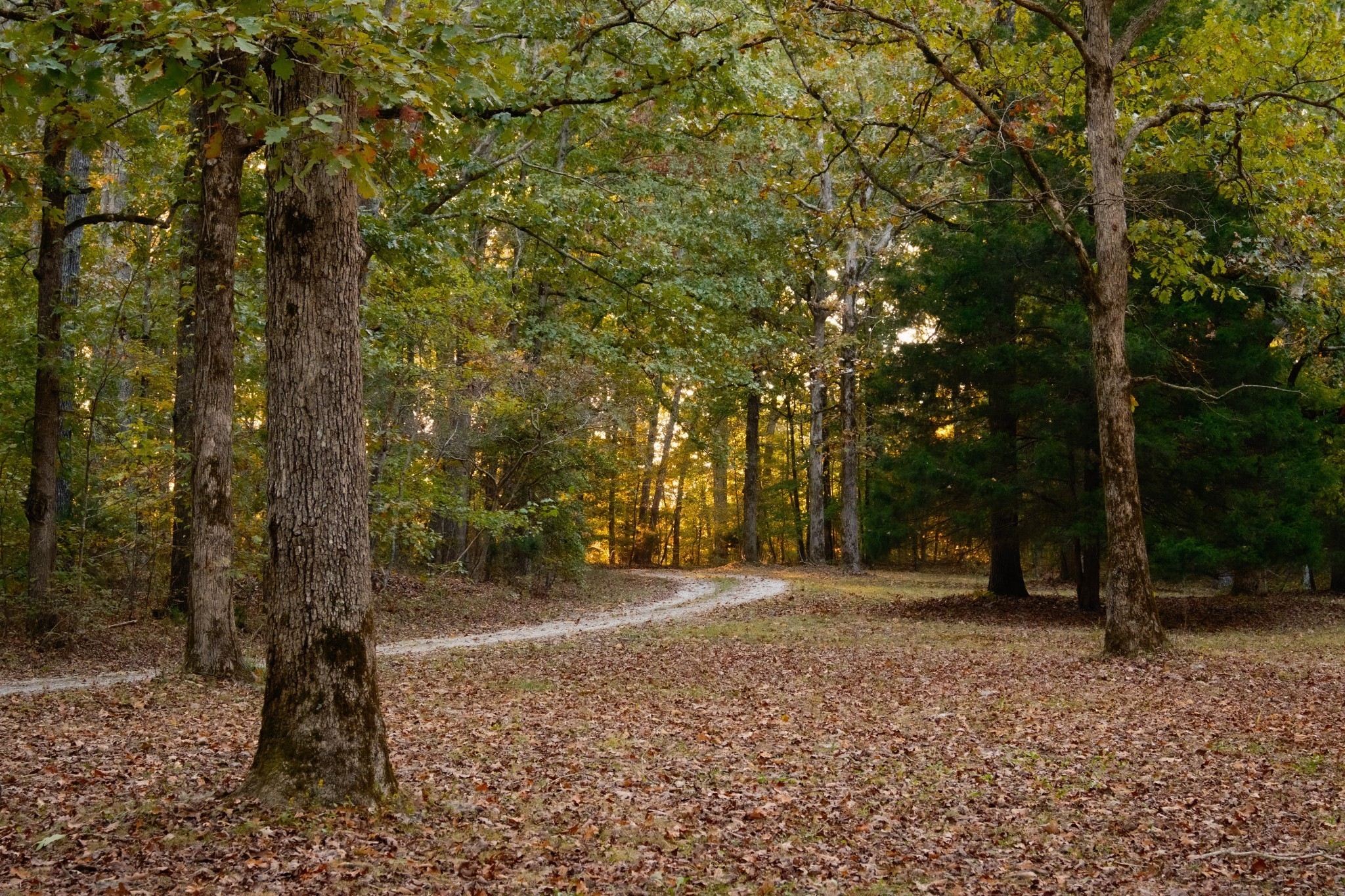 170 Warriors Path Road Summertown, TN 38483 - Photo 68 of 69 a view of outdoor space with trees