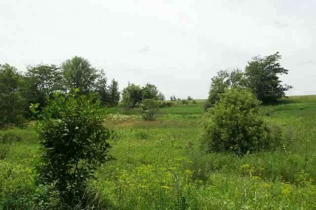 Tbd West Dunloggin Road Lena, IL 61048 - Photo 2 of 9 a view of a big yard with plants and large trees