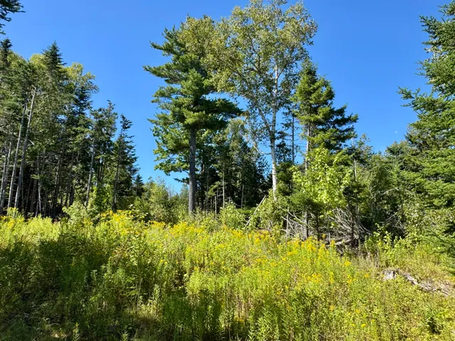 $45,000 | Lot 13 Red Rock Estates, Pembroke, ME 04666