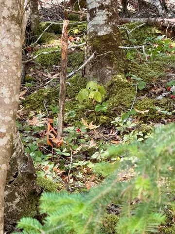 $45,000 | Lot 13 Red Rock Estates, Pembroke, ME 04666