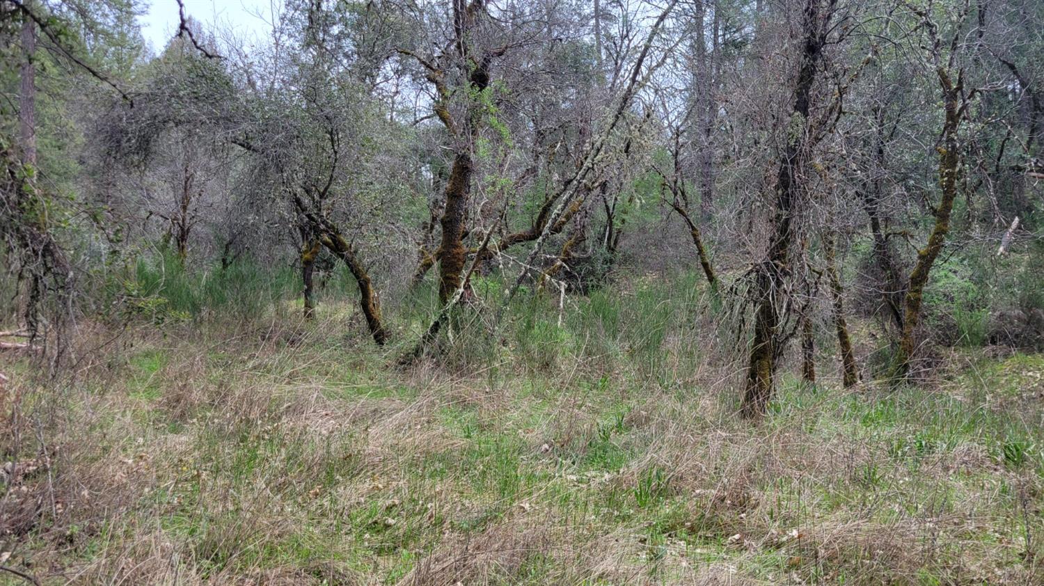 3291 Stage Trail Road Greenwood, CA 95635 - Photo 13 of 23