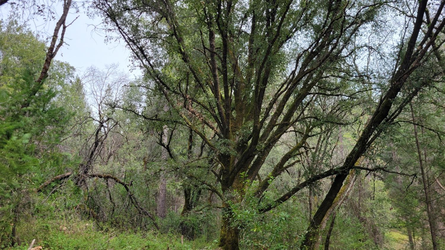 3291 Stage Trail Road Greenwood, CA 95635 - Photo 14 of 23