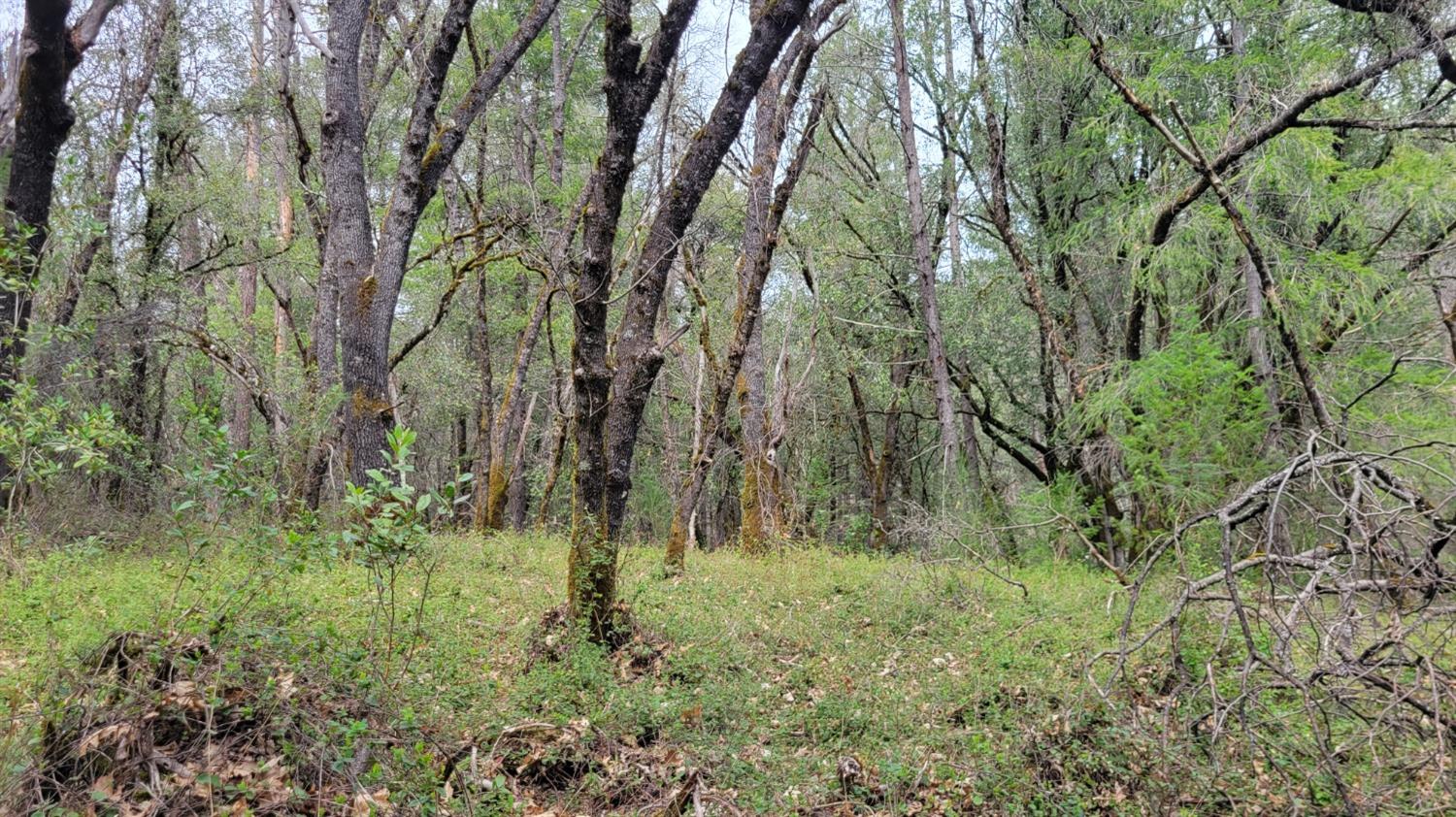 3291 Stage Trail Road Greenwood, CA 95635 - Photo 16 of 23