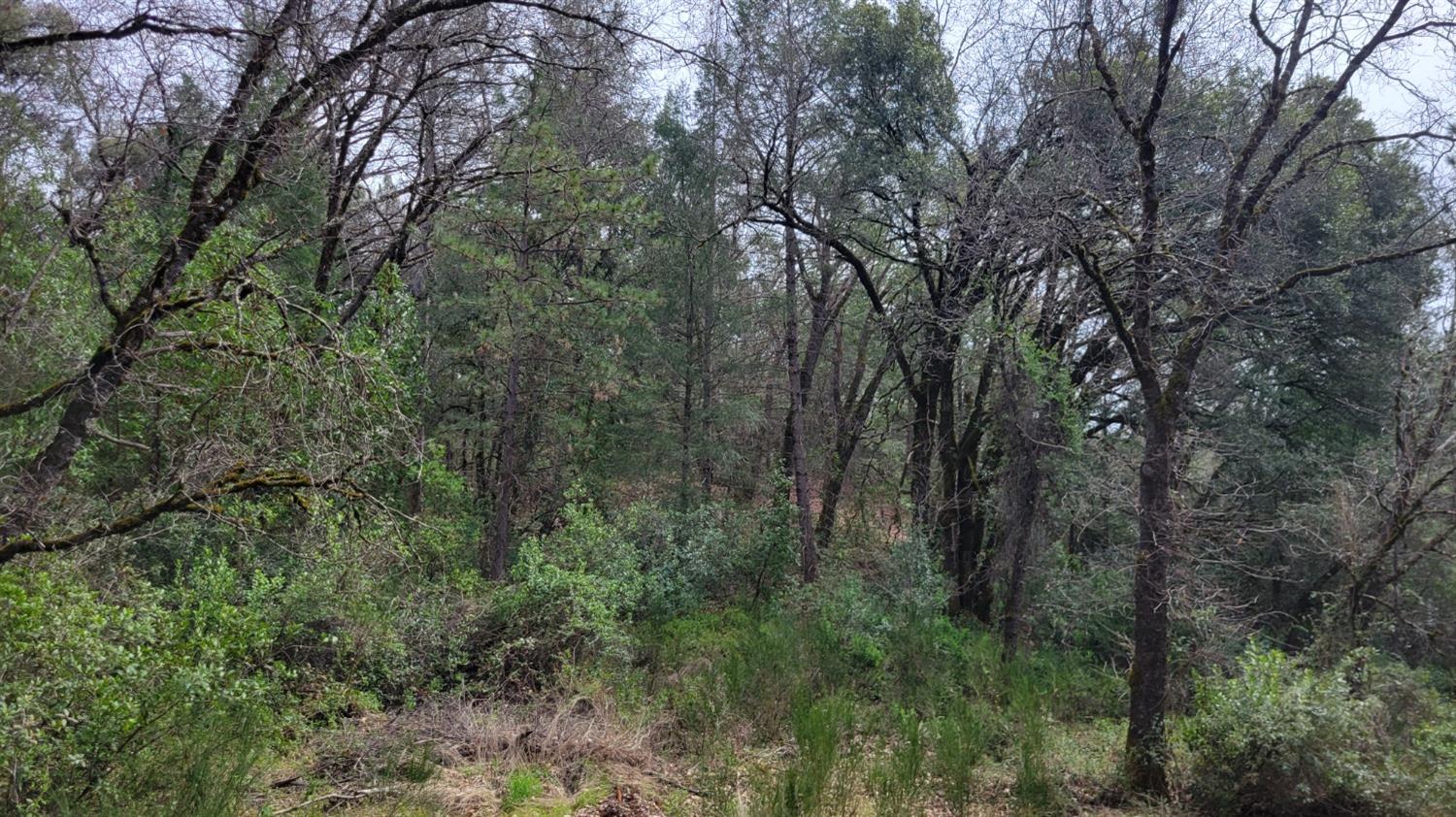 3291 Stage Trail Road Greenwood, CA 95635 - Photo 18 of 23