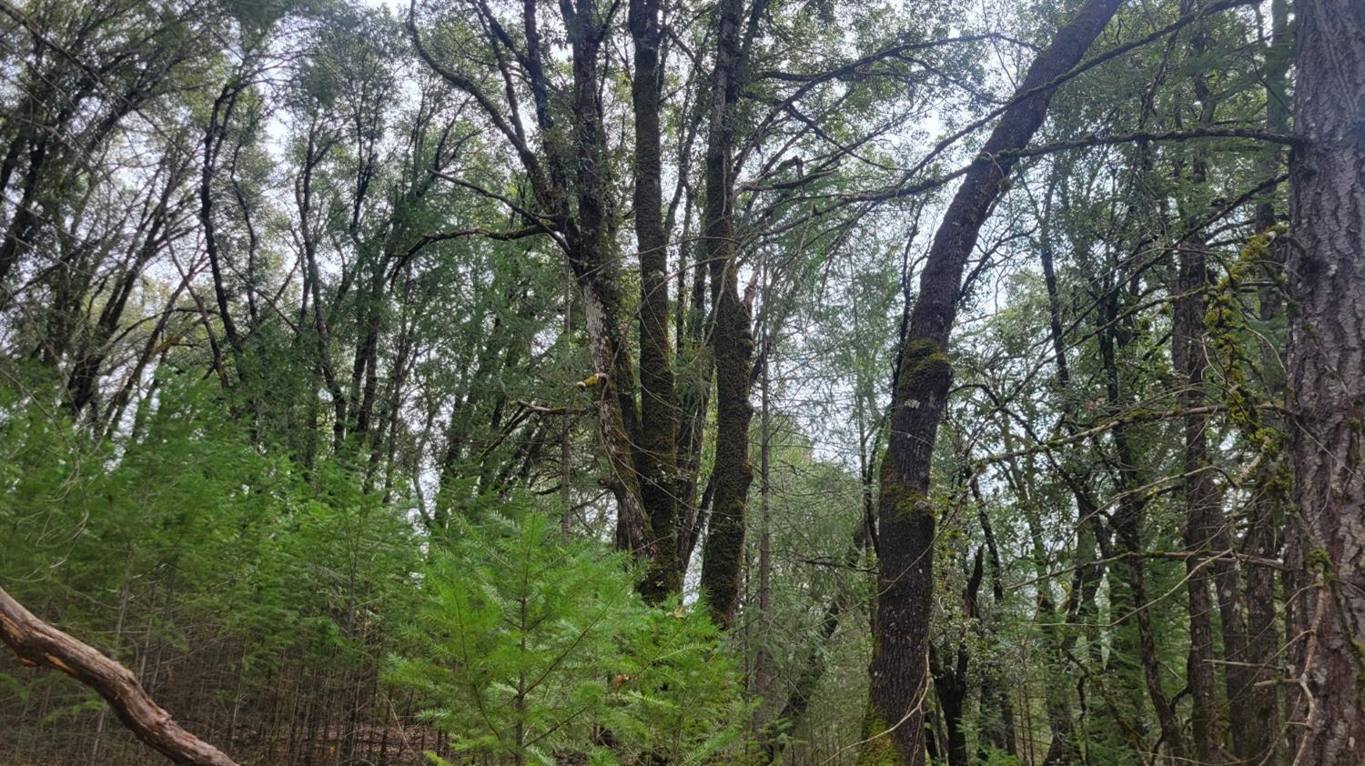 3291 Stage Trail Road Greenwood, CA 95635 - Photo 21 of 23