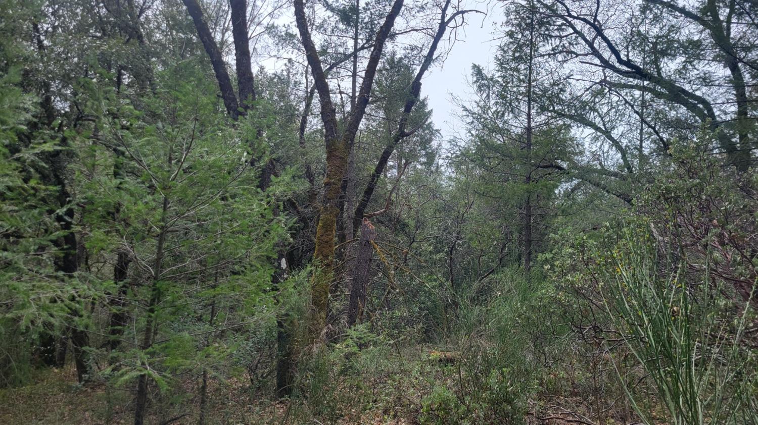 3291 Stage Trail Road Greenwood, CA 95635 - Photo 22 of 23