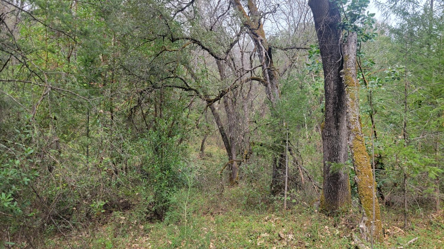 3291 Stage Trail Road Greenwood, CA 95635 - Photo 7 of 23