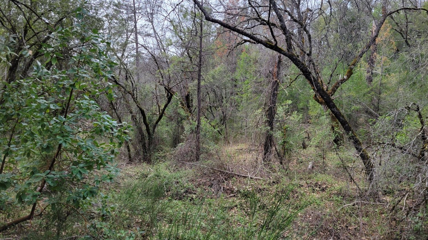 3291 Stage Trail Road Greenwood, CA 95635 - Photo 9 of 23