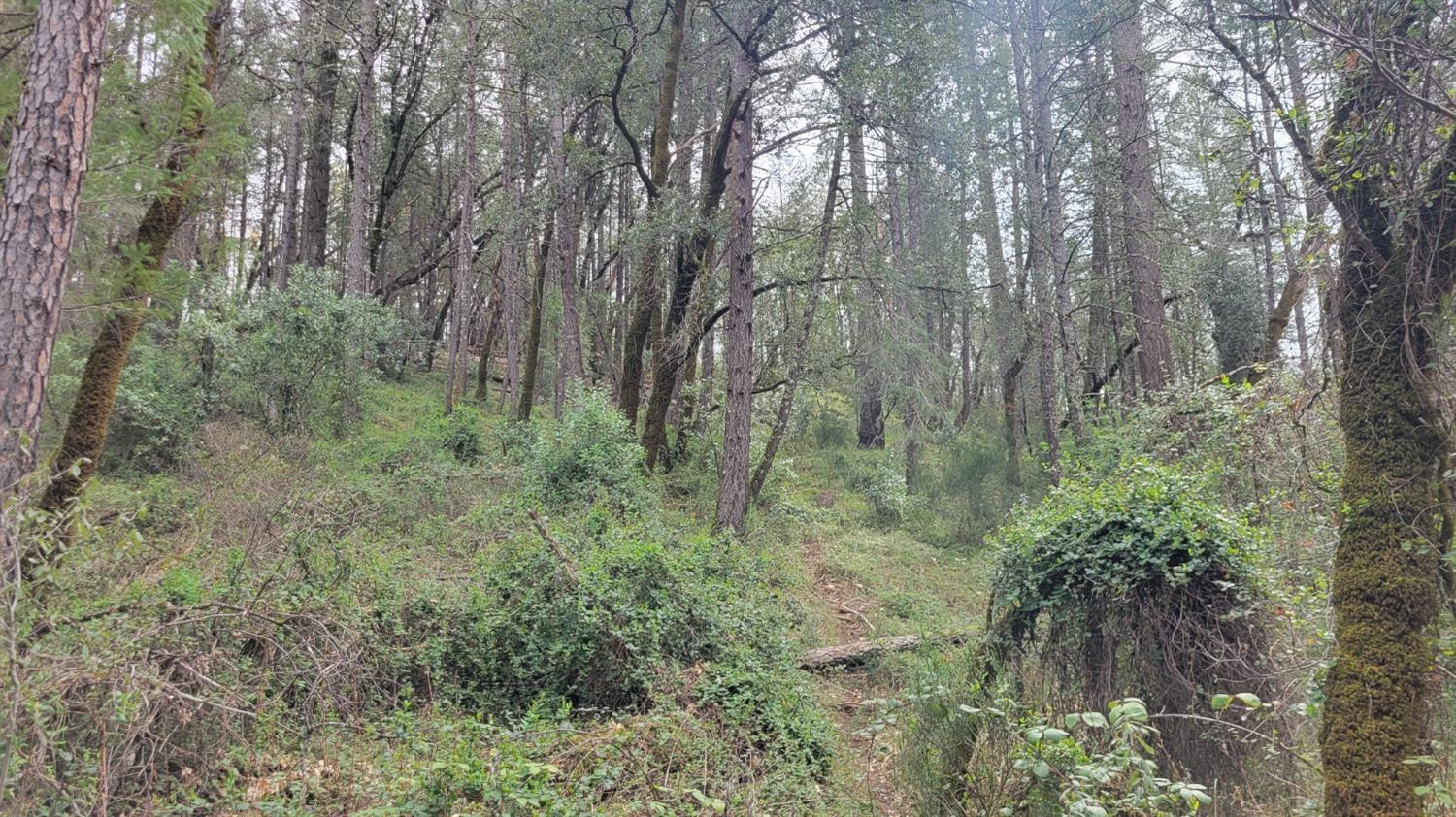 3291 Stage Trail Road Greenwood, CA 95635 - Photo 10 of 23