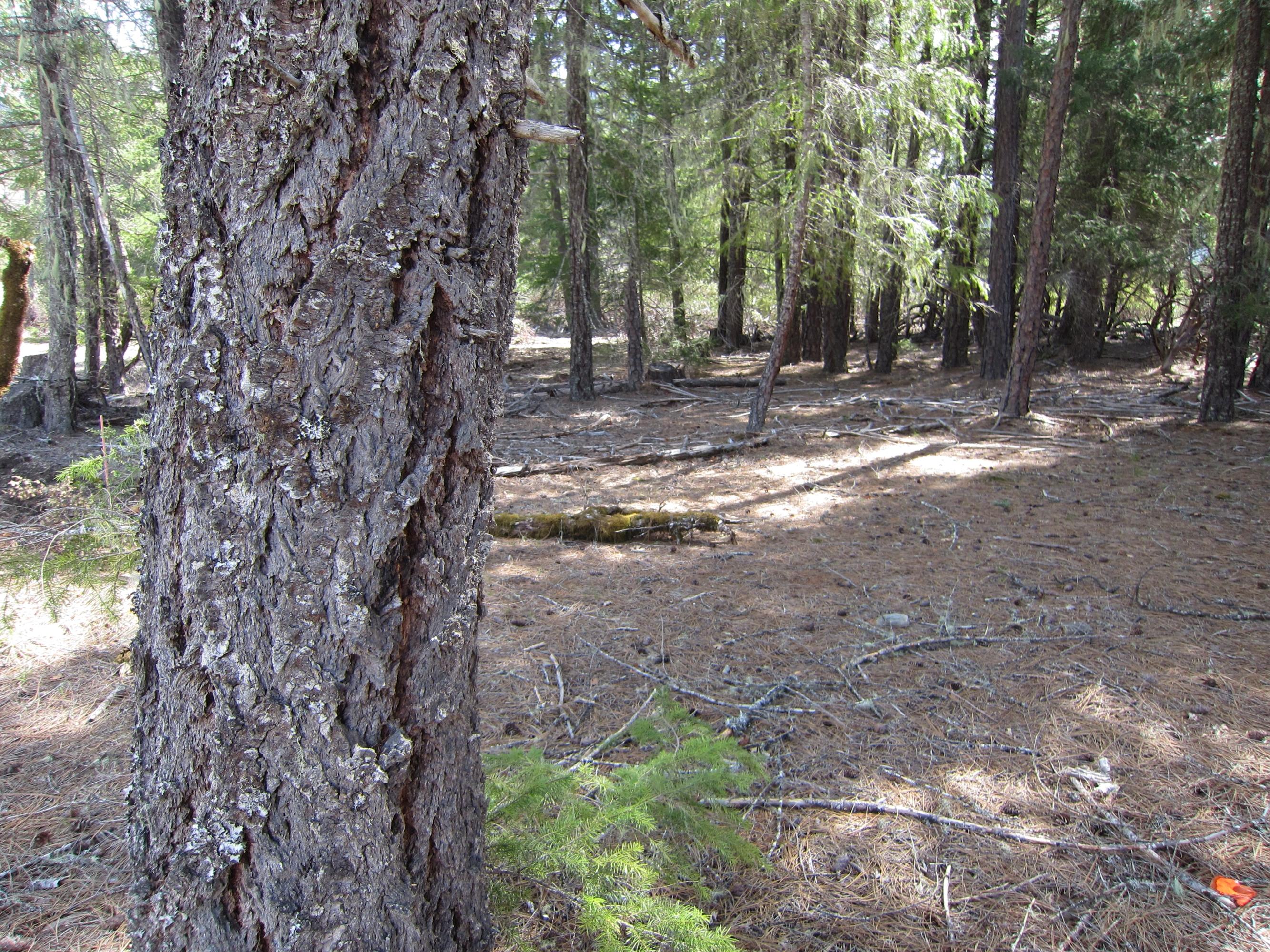 191 Van Duzen Road Mad River, CA 95526 - Photo 4 of 7