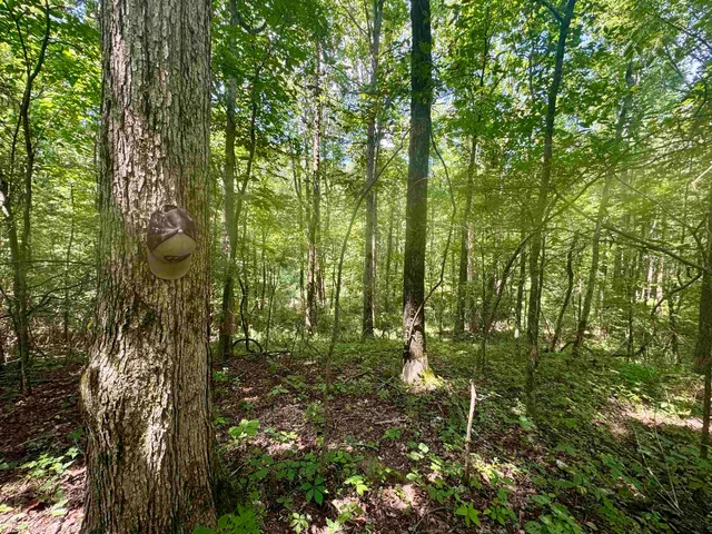a backyard of a house with a tree