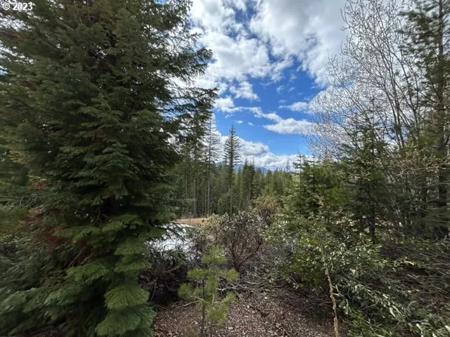 a view of a tree in a yard