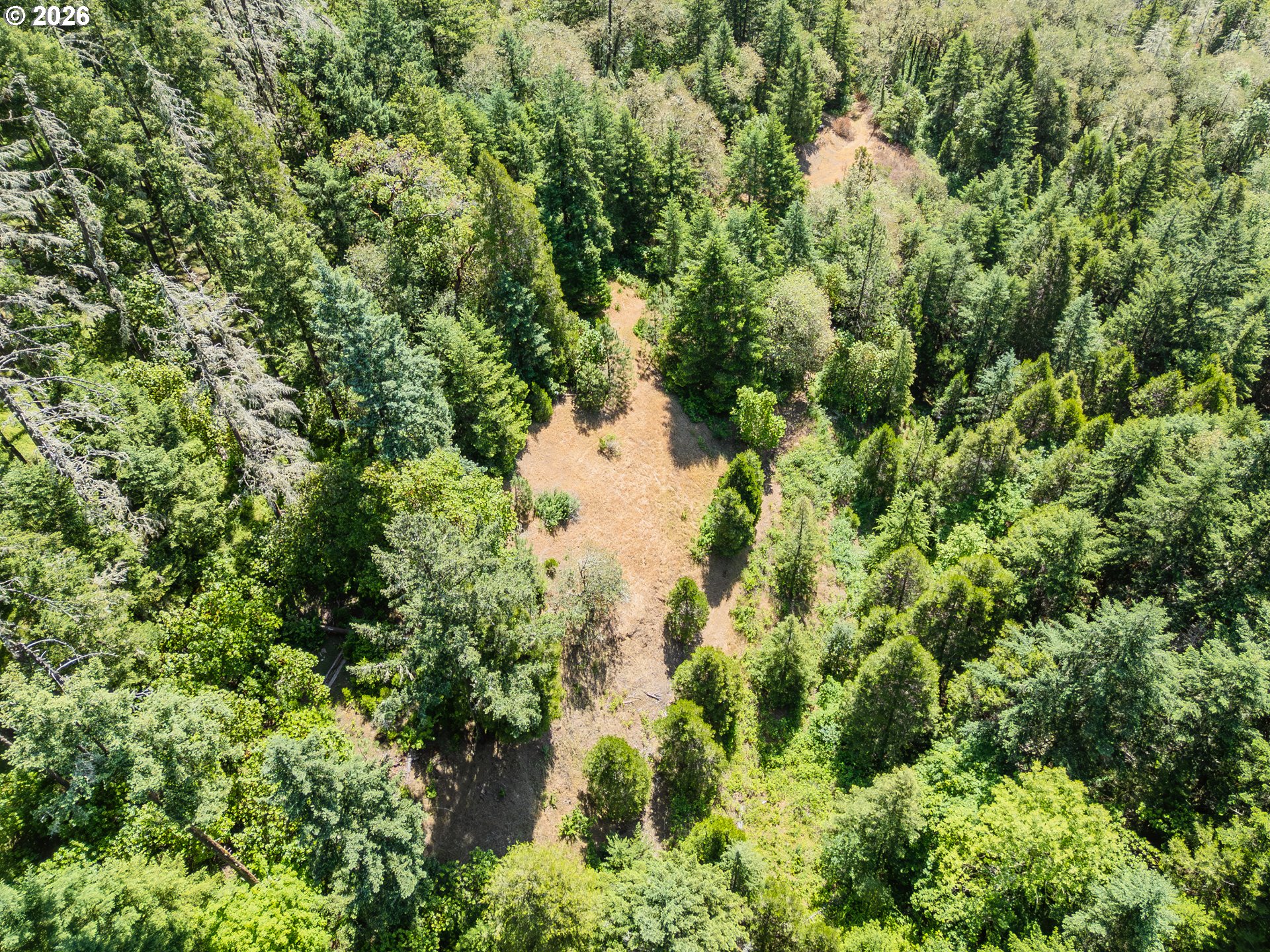 3707 Willis Creek Road Winston, OR 97496 - Photo 18 of 30 view of a forest