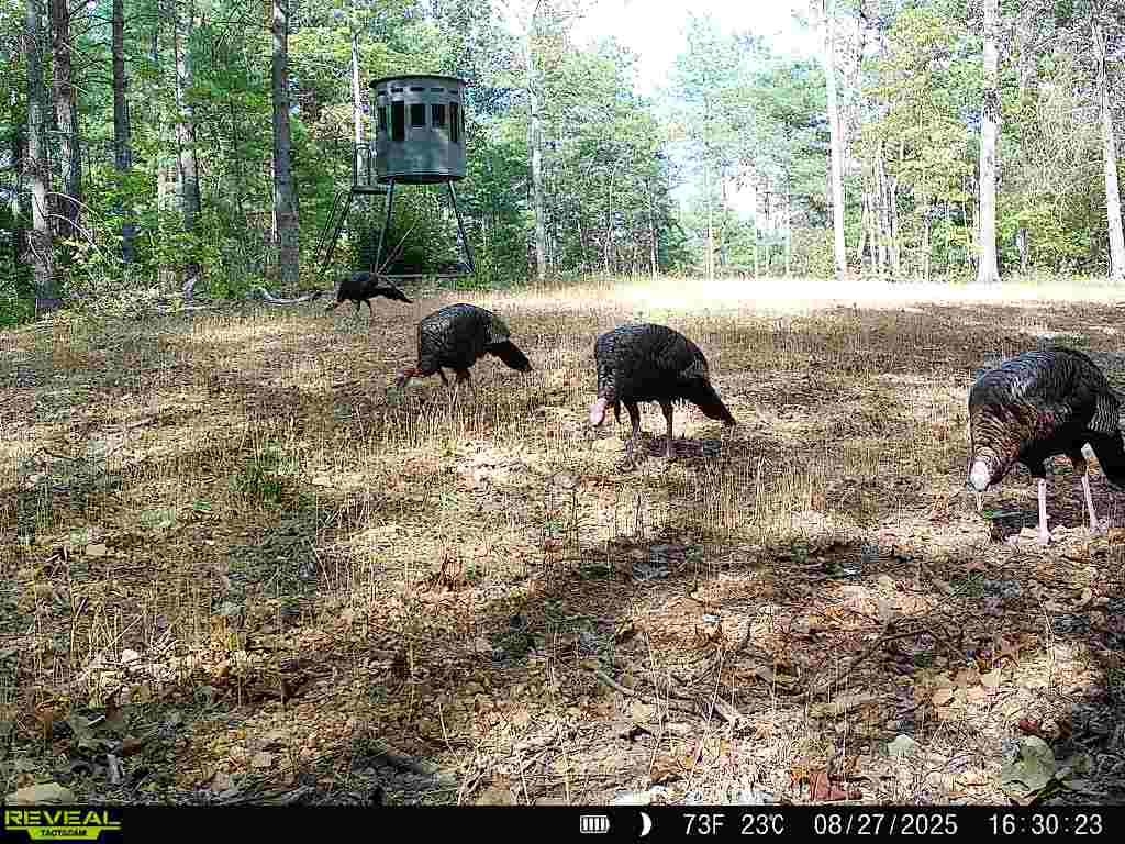 24.97-ac Stribling Springs Road Mount Solon, VA 22843 - Photo 31 of 34