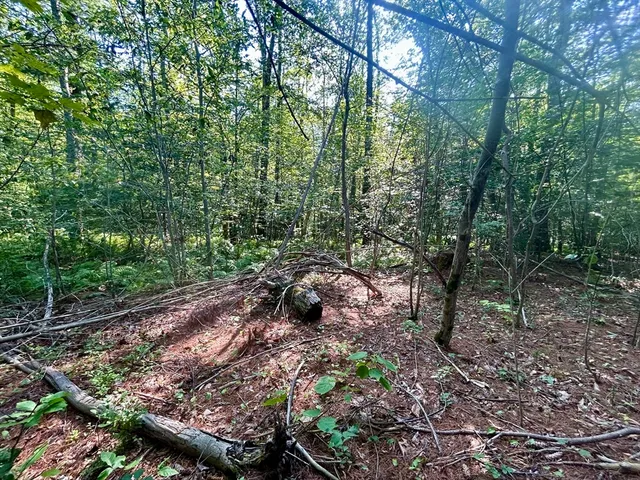 a view of a forest with trees