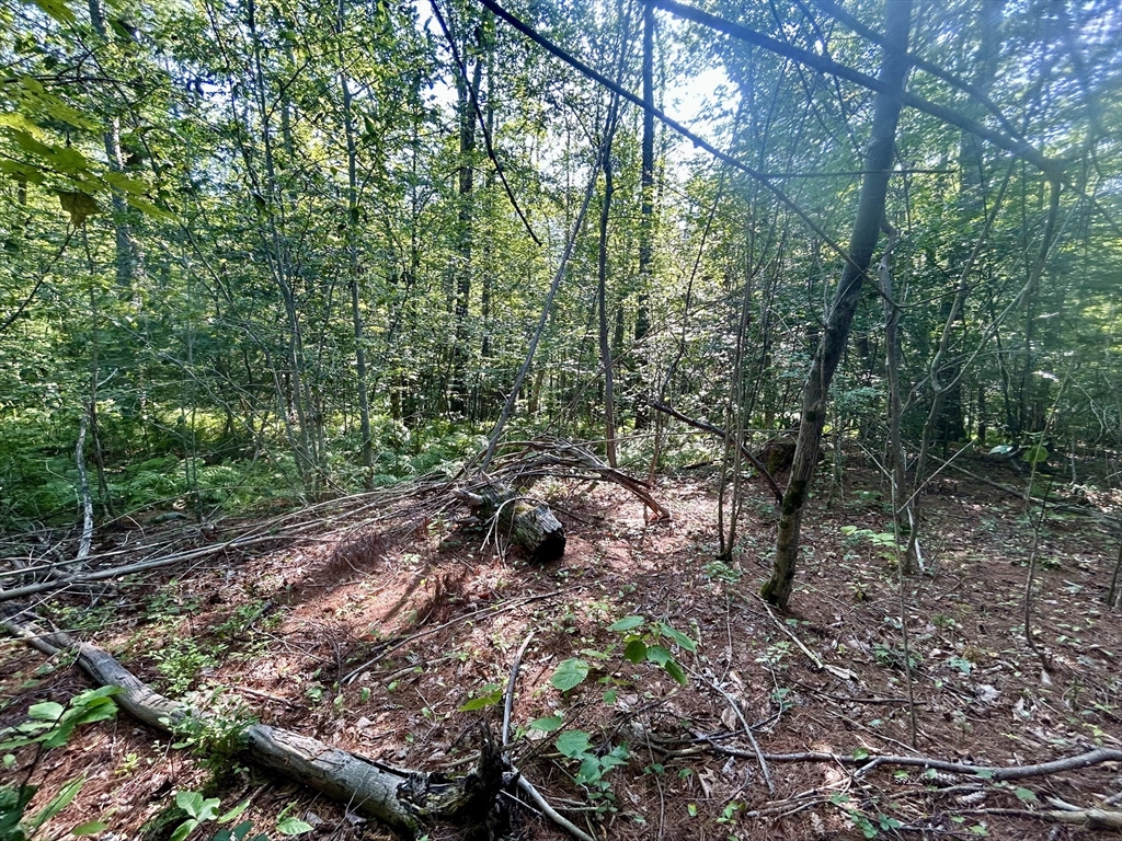 7 Quigley Road Southampton, MA 01073 - Photo 19 of 33 a view of a forest with trees