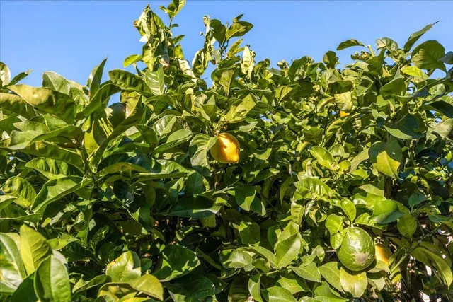 $648,000 | 2847 Abbey Street, Oakland, CA 94619