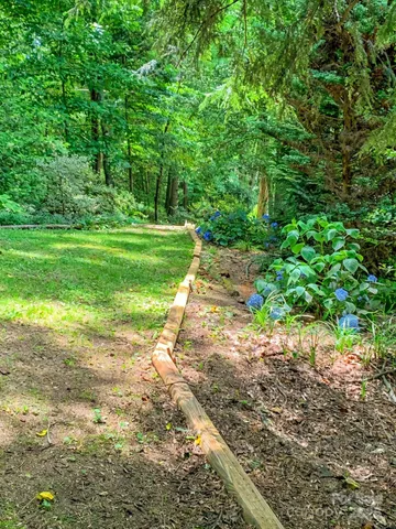 a view of a yard with plants and large trees