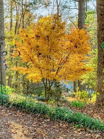 a view of a yard with plants and trees