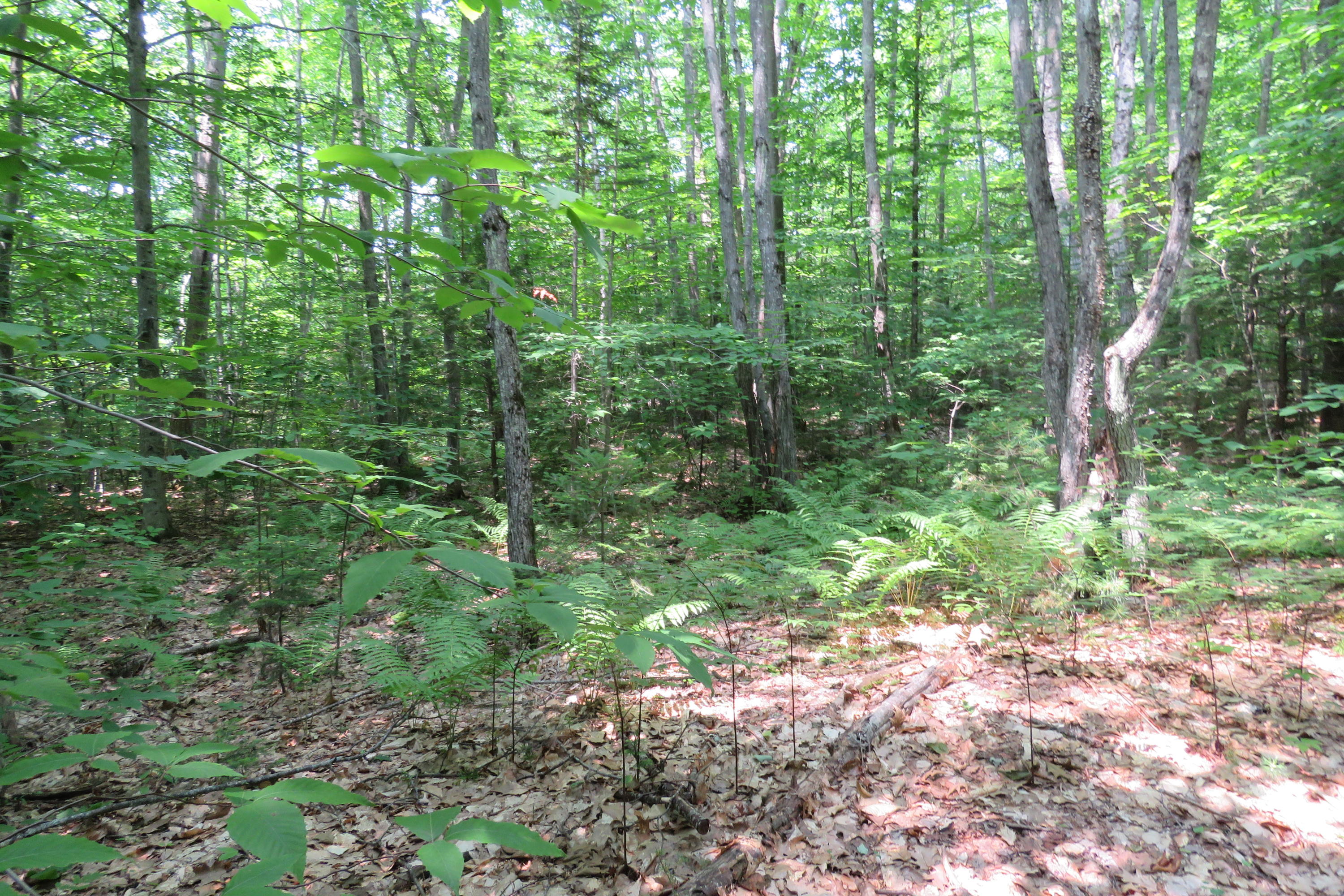 21 Barker Road Stoneham, ME 04231 - Photo 8 of 13 IMG_3610